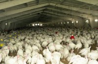 Птахівництво в Україні не зводиться до однієї компанії, - бізнесмен