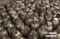 Житель Прикарпаття закопав у саду 275 трилітрових банок з високоякісними коноплями