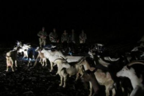 Двое мужчин ночью пытались перегнать в Россию 53 козы 