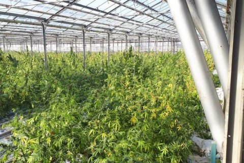 На Прикарпатье в теплицах вырастили марихуаны на 50 млн евро