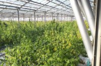 На Прикарпатье в теплицах вырастили марихуаны на 50 млн евро