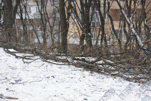 Исторический центр Одессы очищают от старых деревьев