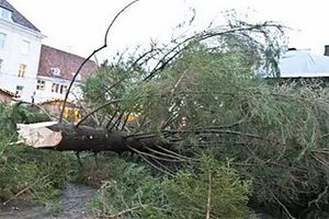Дважды упавшую таллинскую елку решили укоротить