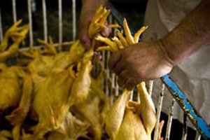 Украина запретила ввоз птицы из Китая