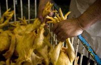 Украина запретила ввоз птицы из Китая