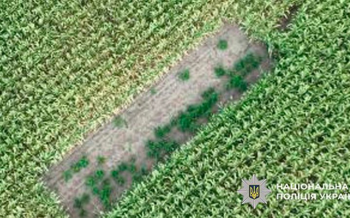 Поліція Києва ліквідувала канал постачання канабісу, вирощеного на кукурудзяному полі