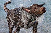 Ученые выяснили, как собаки стряхивают воду