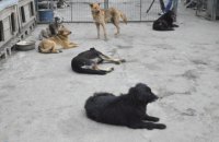 В Киеве во время локдауна животных из приюта будут бесплатно привозить домой новым хозяевам