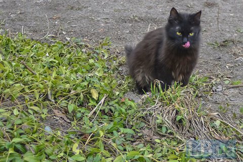 Котов признают частью экосистемы Киева