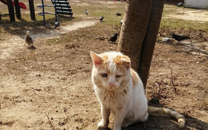 Патрульна поліція нагадала водіям про безпеку тварин під час холодів