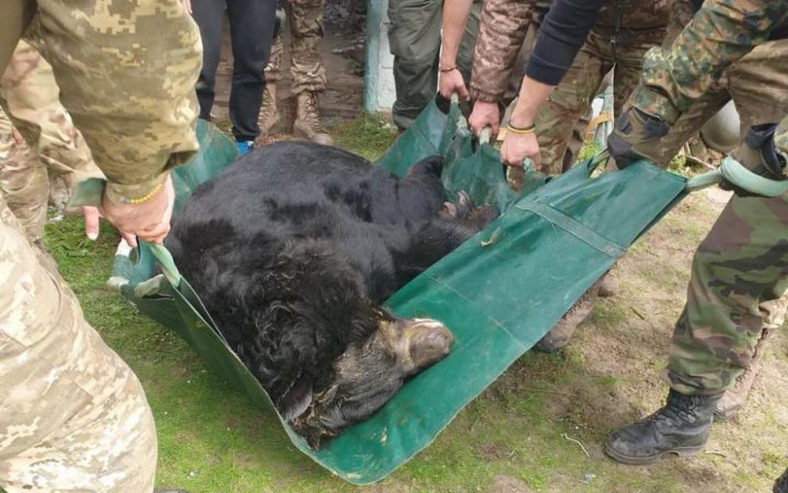 На Харківщині врятували контуженого ведмедя