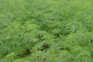 В Мексике нашли крупнейшую в истории плантацию конопли