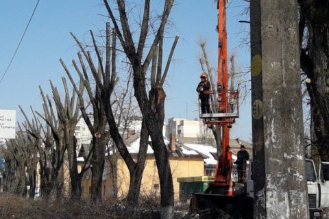 Киевсовет запретил кронирование деревьев