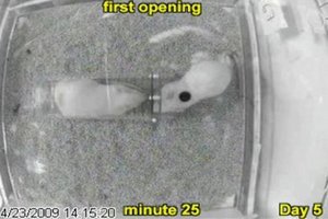 У крыс нашли способность к сопереживанию