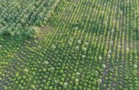 На Херсонщине обнаружили рекордный посев конопли на более 300 млн гривен