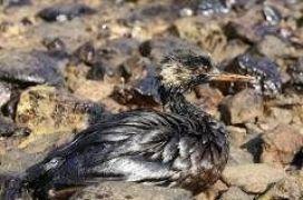 В Желтое море попало 15 тыс. тонн нефти 