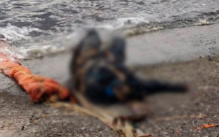 На березі Київського водосховища знайшли тіло російського пілота