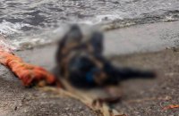 На березі Київського водосховища знайшли тіло російського пілота