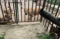На Полтавщині левиця поранила 5-річного хлопчика