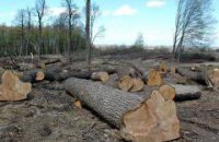 У Львівській області чиновники лісгоспів розікрали лісу на 6,5 млн грн