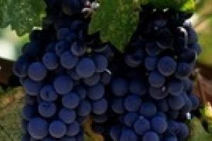 В Крыму прогнозируют хороший урожай винограда