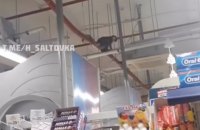 В супермаркете Харькова ловили сбежавшую из зоопарка обезьяну