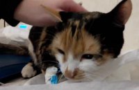 В Днепре ветеринары спасли кошку, которую случайно "постирали" в стиральной машине