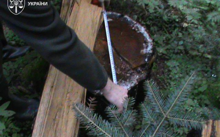 Знищено понад 200 гектарів лісу: на Прикарпатті судитимуть підозрюваних у масштабній вирубці в НПП «Гуцульщина»