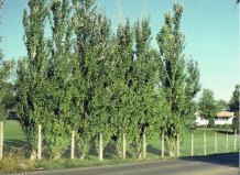 Власти Киева предложили вырубить тополя