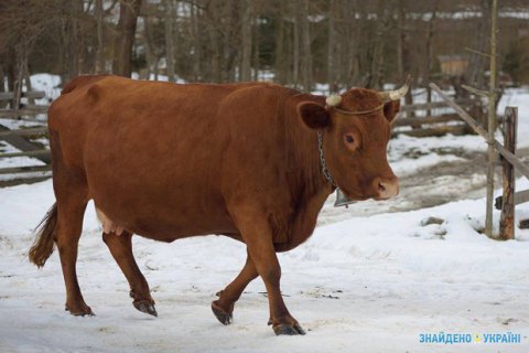 В Сумской области перевернулся грузовик с коровами