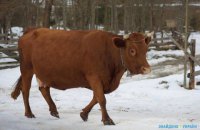 В Сумской области перевернулся грузовик с коровами