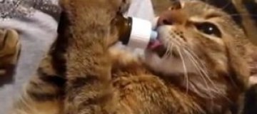 Кот научился произносить "ням-ням" во время еды 