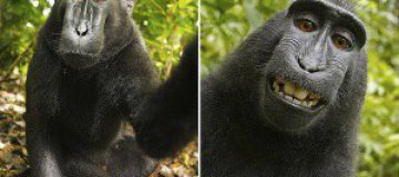 Улыбчивая обезьяна устроила себе фотосессию
