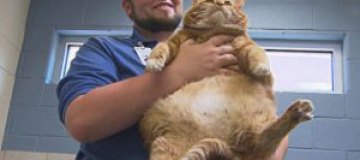 В американский приют для животных попала 19-килограммовая кошка