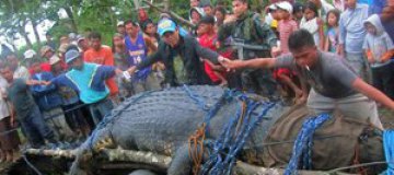 На Филиппинах поймали самого большого крокодила в мире