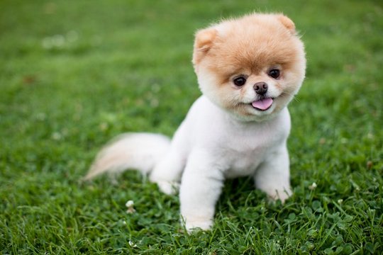 Песик Бу стал самым популярным псом в Интернете