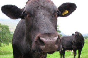 Английские коровы оставили без связи тысячи абонентов