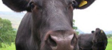 Английские коровы оставили без связи тысячи абонентов