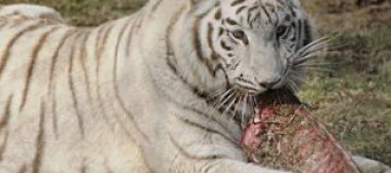 Оставшийся без электричества ресторан подарил тиграм тонну стейков