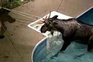 В США лось решил поплавать в бассейне