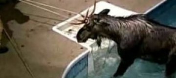 В США лось решил поплавать в бассейне