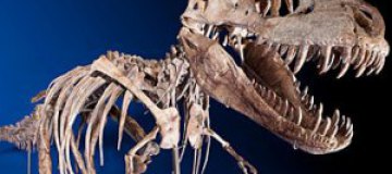 Скелет динозавра ушел с молотка за $1 млн