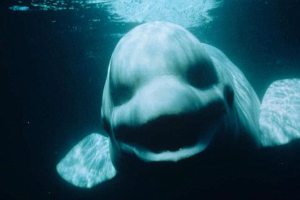 В Сан-Диего обнаружили кита, поющего человеческим голосом