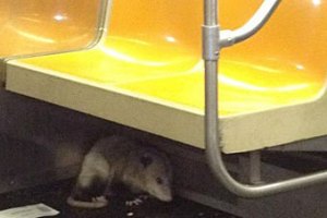 В вагоне нью-йоркского метро нашли опоссума