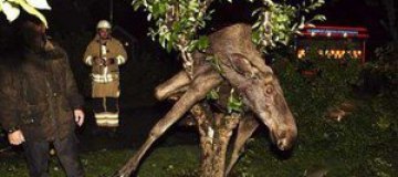 В Швеции пьяный лось застрял на дереве