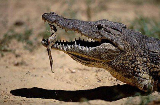 Нильский крокодил аккуратно несёт только что вылупившегося детёныша