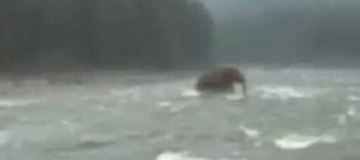 В Интернете появилось видео с мамонтом, переходящим реку на Чукотке 