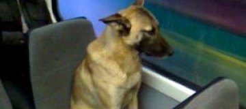 В России загадочный пес каждый день ездит в университет на трамвае