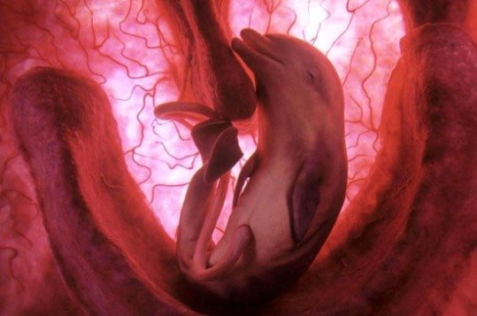 Эмбрион дельфина