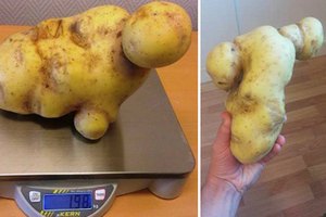 В Швеции нашли картошку "Кейт Уинслет"